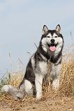 SIBERIAN HUSKY 064